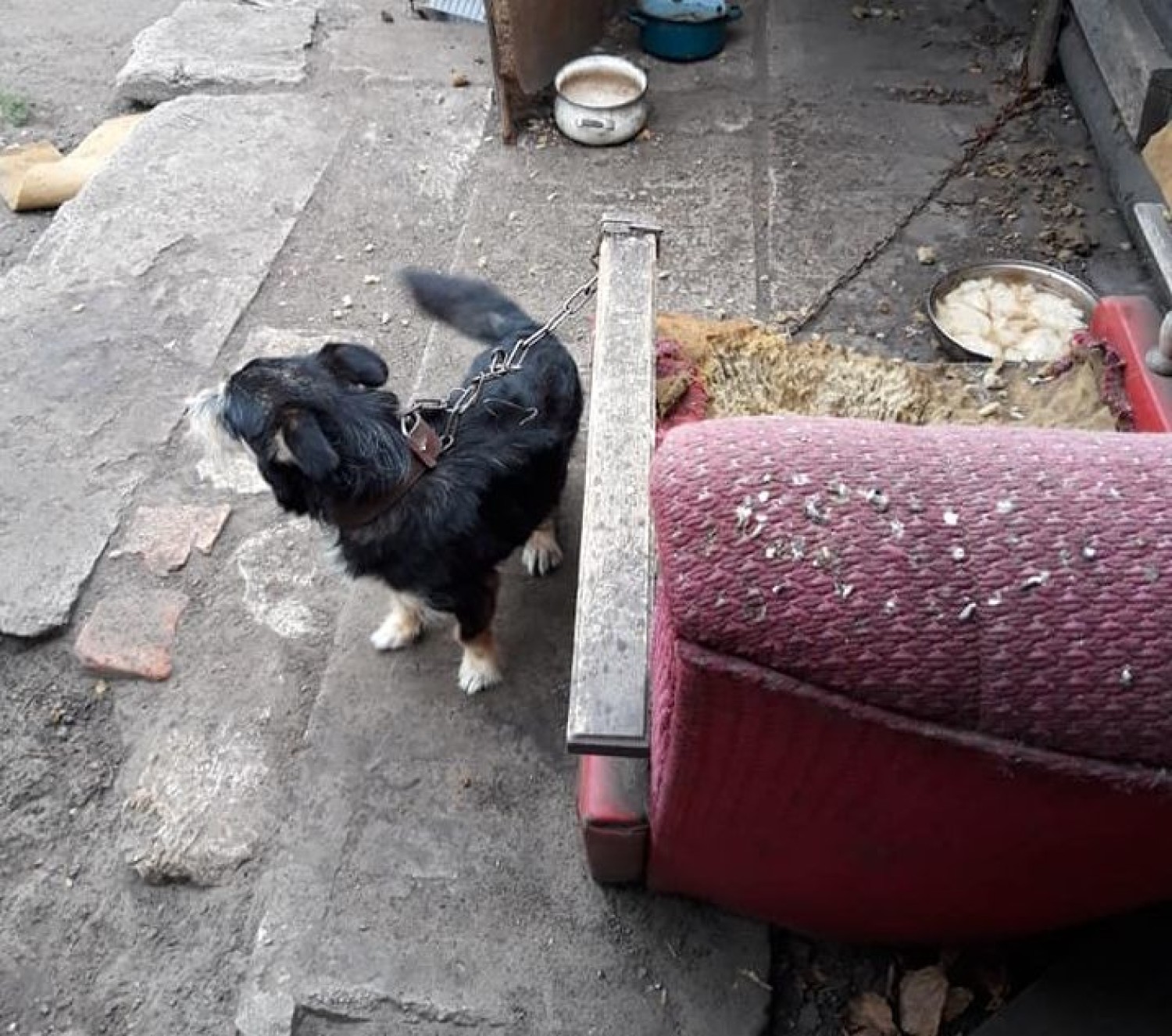 W takich warunkach trzymane były trzy psy, które odebrali inspektorzy OTOZ Animals z jednej z podbydgoskich wsi