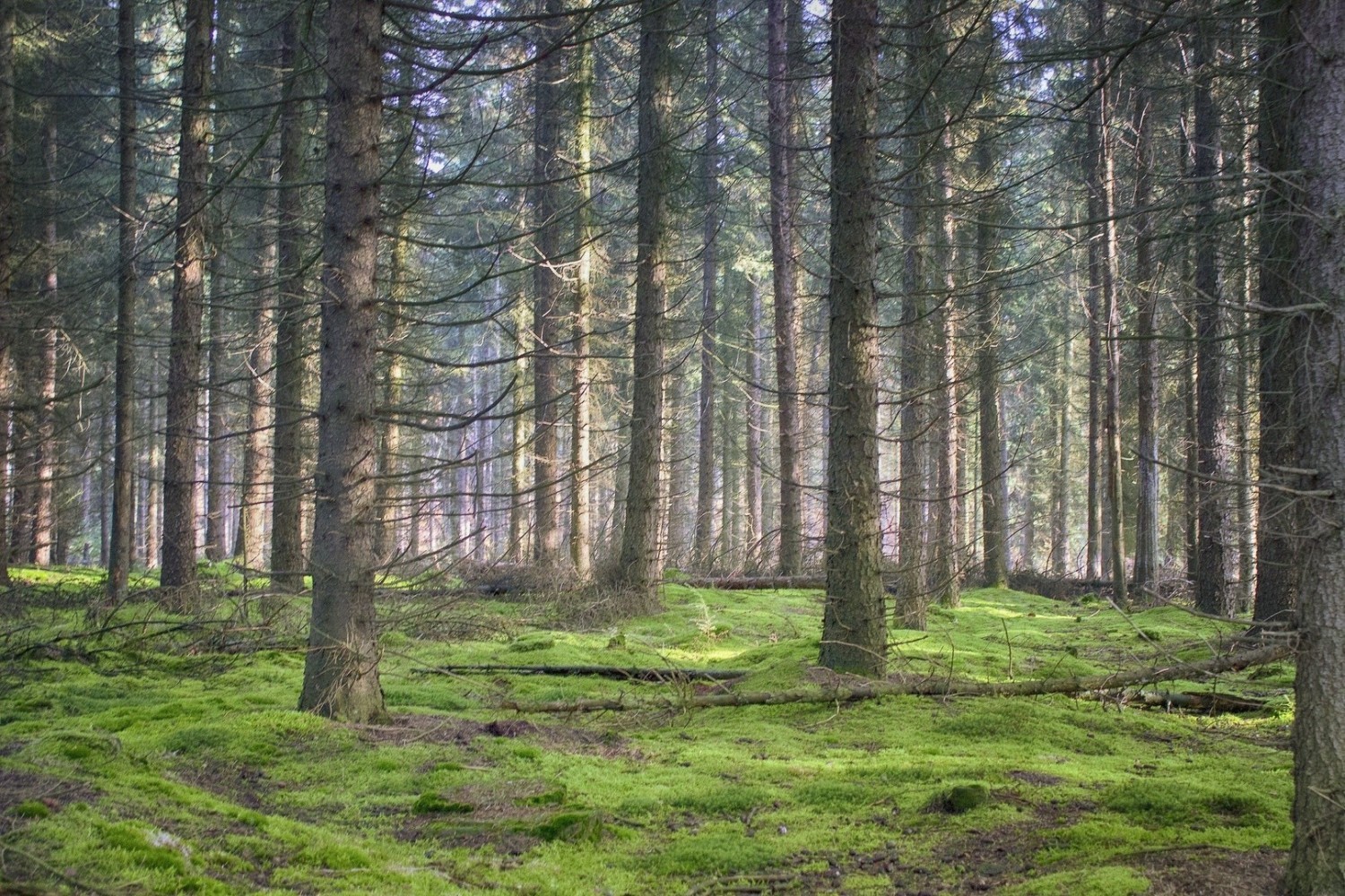 Arborysta
