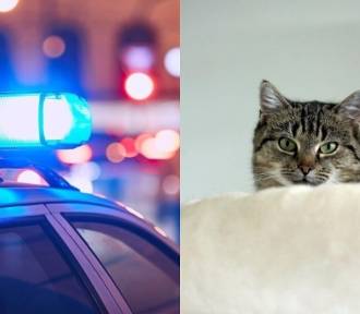 Śmiertelne postrzelenie kota. Policja poszukuje świadków  