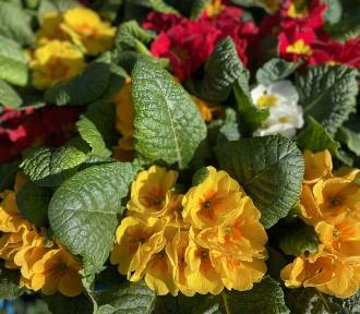 Rozkwitły targi kwiatów doniczkowych w Rzeszowie: Przewodnik po cenach