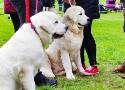 Te psy uznano za najpiękniejsze. W zamku w Mosznej zakończyła się międzynarodowa wystawa psów rasowych