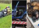 Zginęło dwóch kierowców, pies jednego z nich umierał obok auta kilka godzin