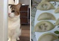 Świętujemy Dzień Kota! Zobacz memy i zabawne obrazki o życiu z kotami