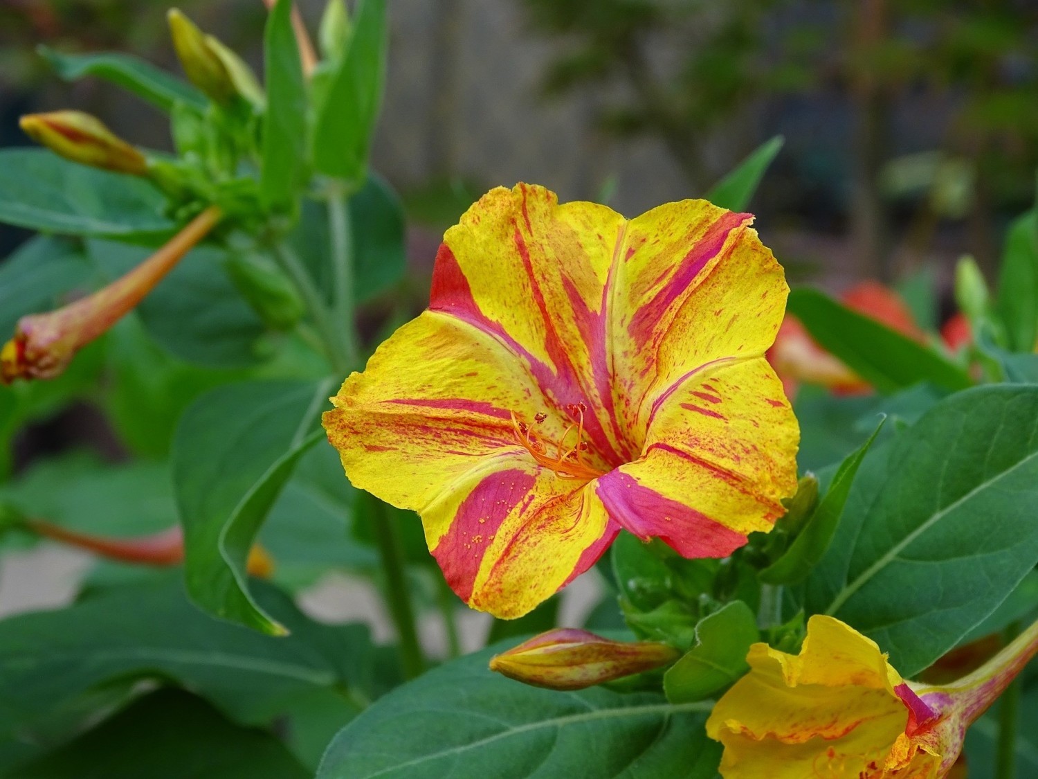 Dziwaczek jalapa