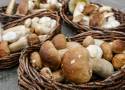 Gdzie są grzyby na Dolnym Śląsku? Złota lista miejsc, gdzie traficie na spory wysyp