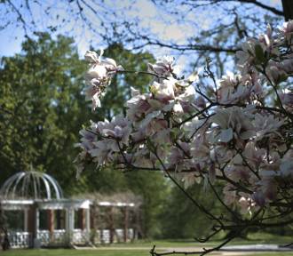 Spacer? Polecamy park przy łańcuckim Zamku. Już rozkwitły magnolie! [ZDJĘCIA]