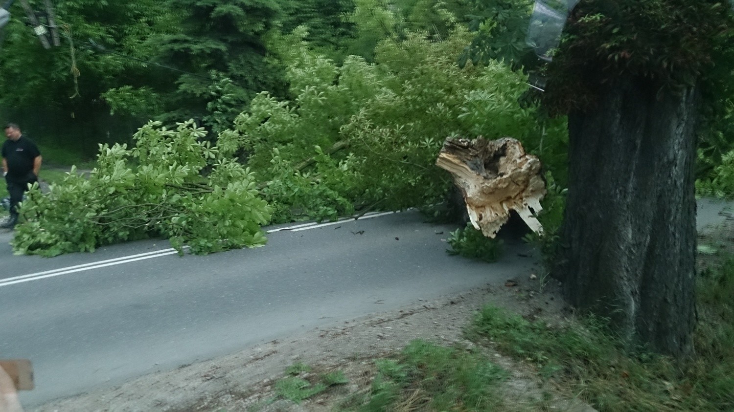 Powalone drzewo na ul