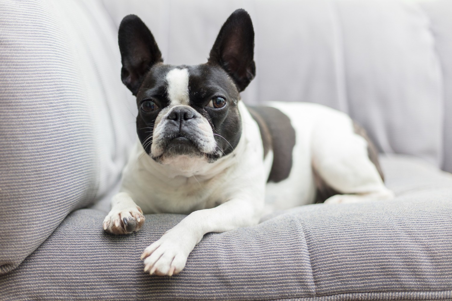Boston terrier