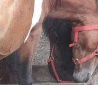 "Koń zapadł się pod ziemię" - mówi właściciel i wyznacza nagrodę za informacje