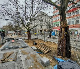 Wycięli drzewa w centrum Poznania! Jest skarga mieszkańców na miasto 