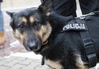 Policyjny pies bohaterem zatrzymania podejrzanego o włamanie