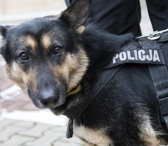 Policyjny pies bohaterem zatrzymania podejrzanego o włamanie