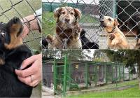 W Tarnowskim Azylu zwierzęta czekają na adopcję i nowy dom
