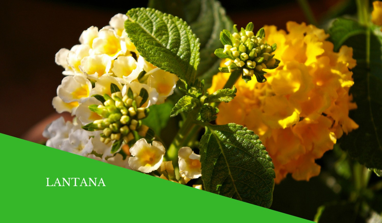 Lantana