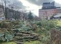 Drzewa rosnące w centrum Wrocławia są masowo wycinane. Mieszkańcy nie kryją oburzenia. Co na to miasto?