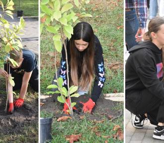 Akcja „Z ekologią na Ty". Uczniowie zasadzili ponad czterdzieści drzew