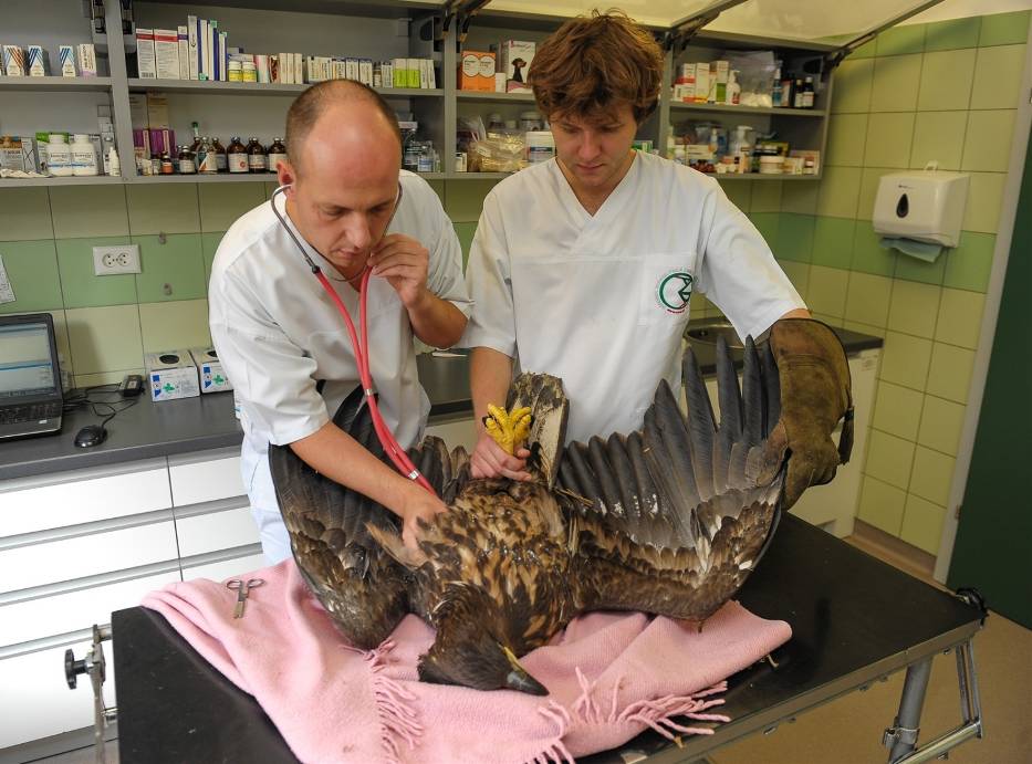 Lecznica Dla Zwierząt "Ada"