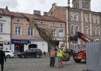 Pierwszy transport drzew, które zostaną posadzone na Rynku dotarł do Skierniewic
