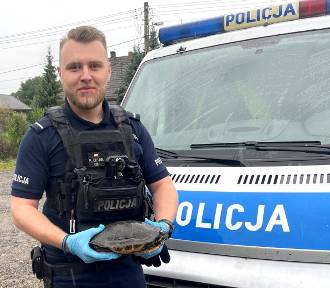 Policjanci z Sulejowa uratowali żółwia ZDJĘCIA