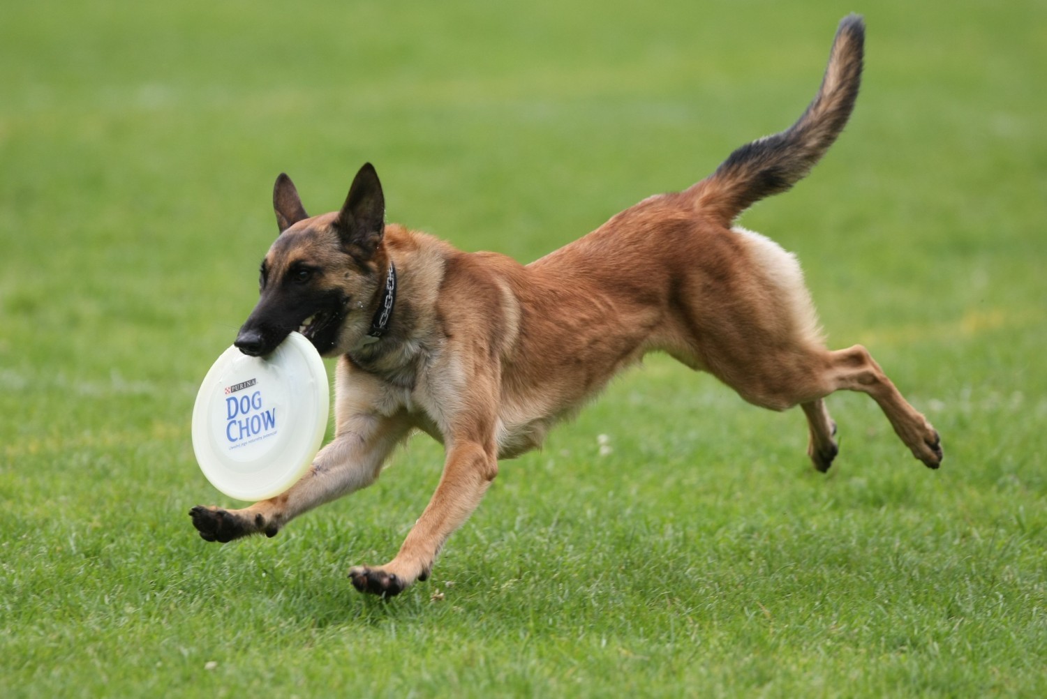 Dog Chow Disc Cup