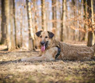 Psy ze schroniska w Skierniewicach czekają na dom