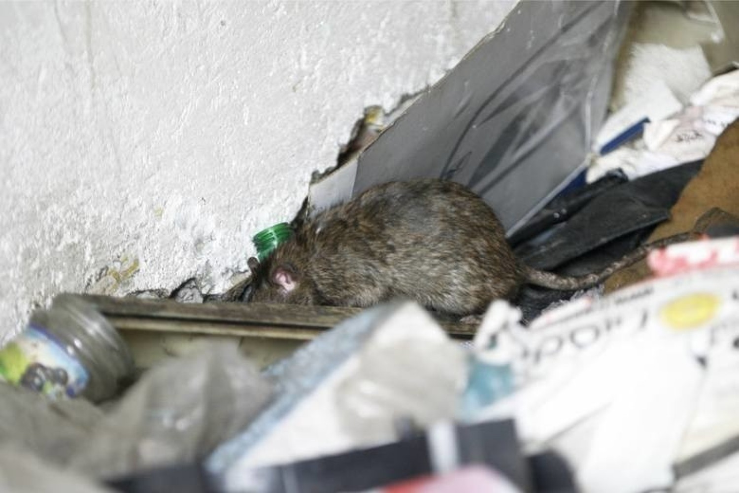 Nasza Czytelniczka podczas spaceru nad Strugą Toruńską zrobiła zdjęcia oraz film, na których widać hasające szczury na odcinku między ulicami Warneńczyka i Wojska Polskiego