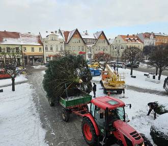 Już jest! Wielką choinkę na pleszewski Rynek przywieźli traktorem