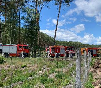 10 zastępów straży pożarnej gasiło las w gminie Margonin 