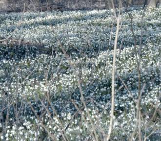 Wiosna zakrada się na Dolny Śląsk. Ptaki śpiewają radośnie i kwitną tysiące śnieżyc 