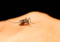 Jak pozbyć się komarów? Oto skuteczne domowe sposoby