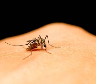 Jak pozbyć się komarów? Oto skuteczne domowe sposoby
