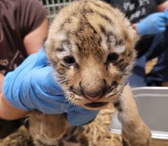 W opolskim zoo urodziły się trzy tygrysy. Jak radzą sobie mali drapieżnicy?