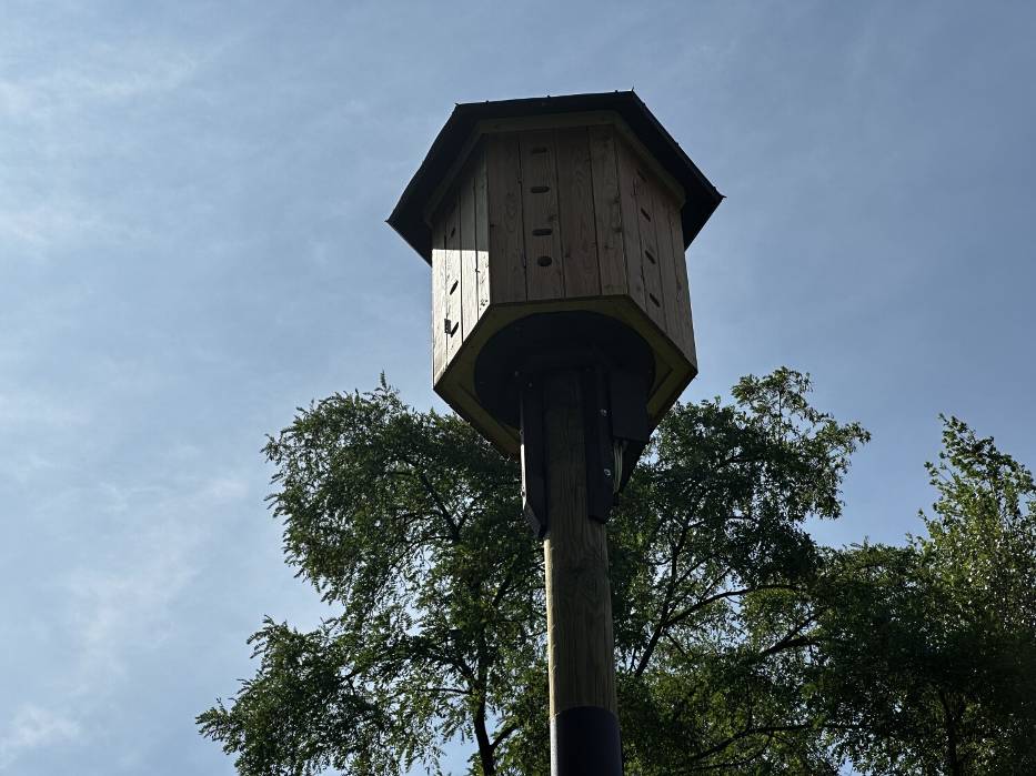 Jerzyki chętnie zamieszkują w Głogowie. Miasto buduje wieże lęgowe dla tych ptaków