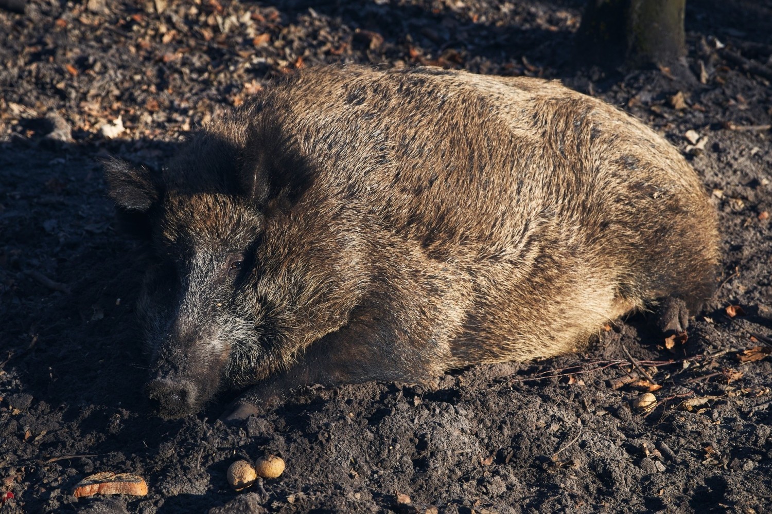 Świnie domowe i dziki to główne źródło zagrożenia