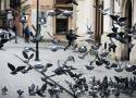 Czy pracownicy ZDMK celowo zniszczyli gniazda gołębi na Rondzie Mogilskim w Krakowie? Spór o wymianę zabezpieczeń przeciw ptakom