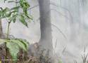Płoną lasy pod Wałbrzychem, wśród pożarów podpalenie. Co z zagrożeniem pożarowym na Dolnym Śląsku?