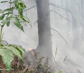 Płoną lasy pod Wałbrzychem, wśród pożarów podpalenie. Co z zagrożeniem pożarowym?