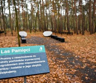 Las Pamięci na jednym z cmentarzy w Warszawie? Radna chce eko-pochówków