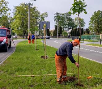 Kolno. Nowe drzewa na ulicach Konopnickiej i Sportowej