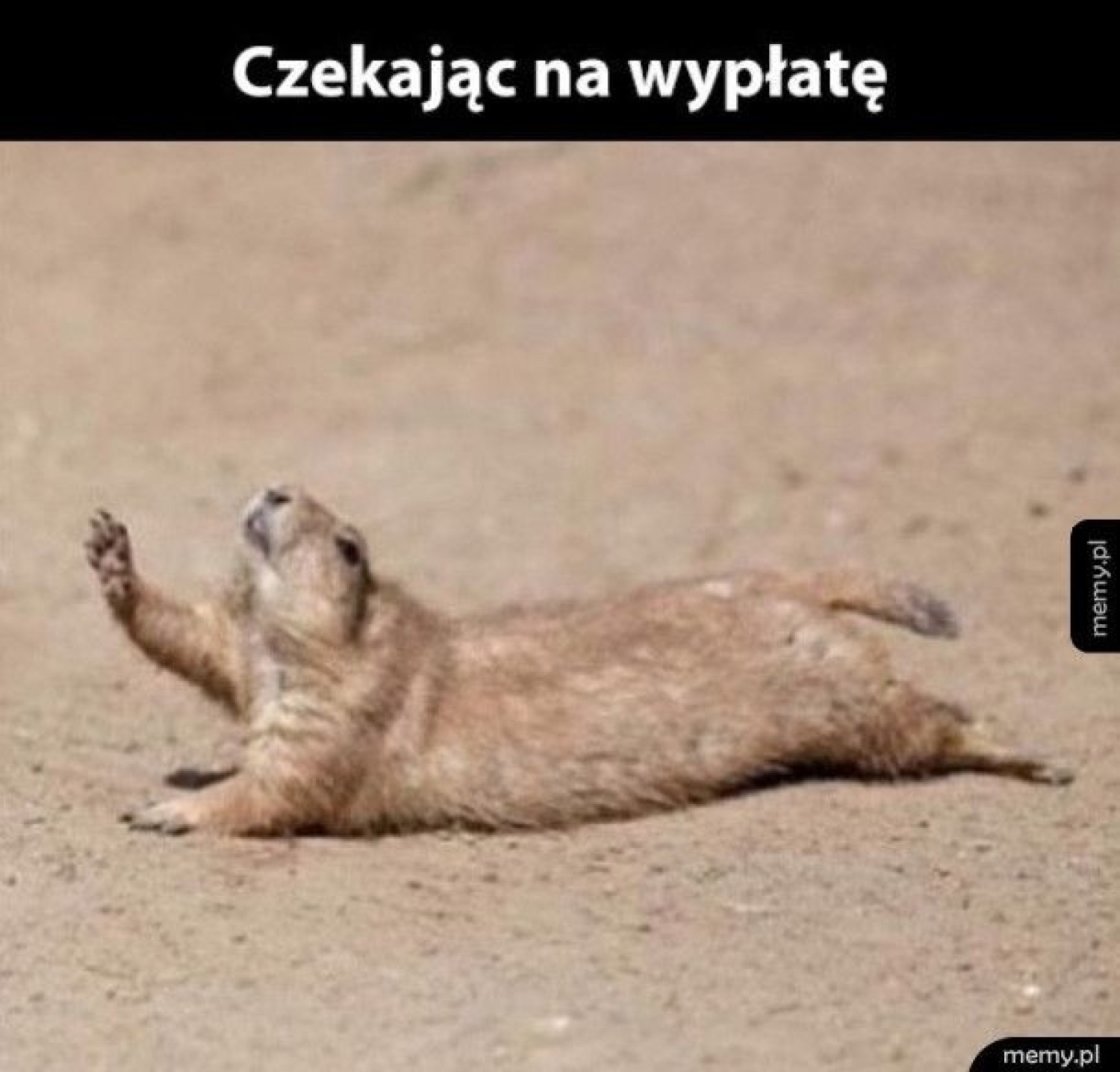 Jeśli zastanawiasz się, gdzie jest twoja wypłata - zobacz memy internautów, którzy mają ten sam problem