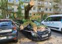 Kraków. Drzewo przygniotło samochody przy ul. Racławickiej. Dlaczego się złamało? "Nie było silnego wiatru"