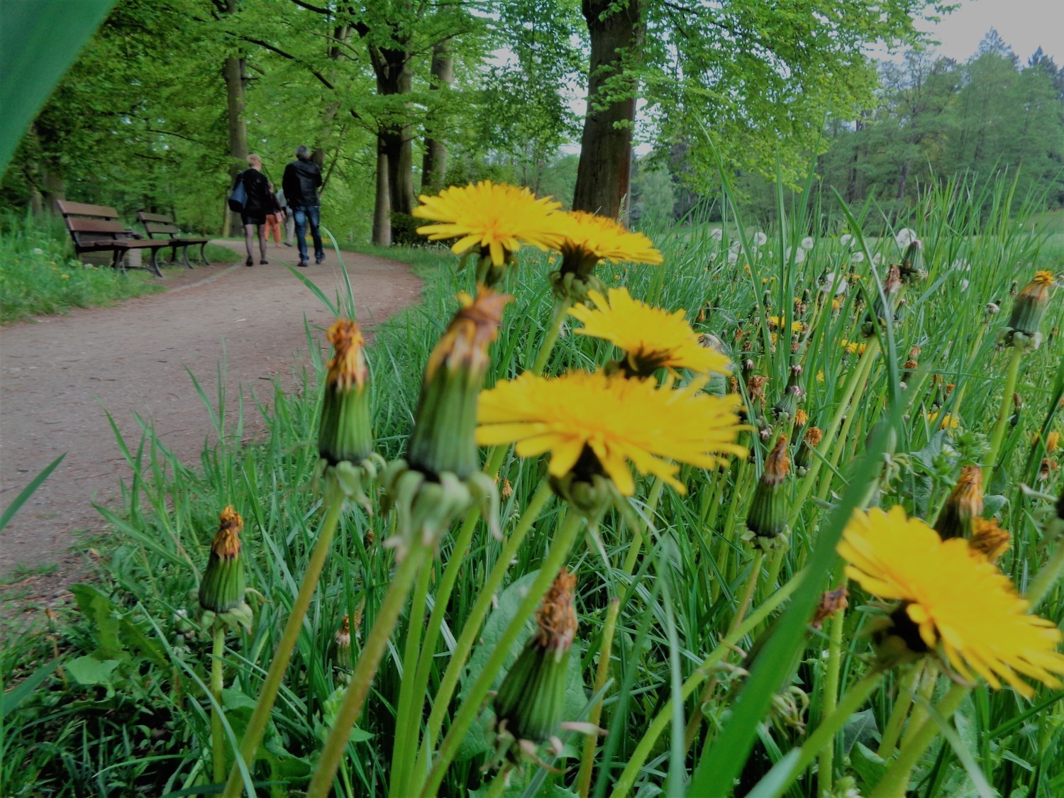 Gołuchowski park wiosennie. Zobacz, jak pięknie się prezentuje