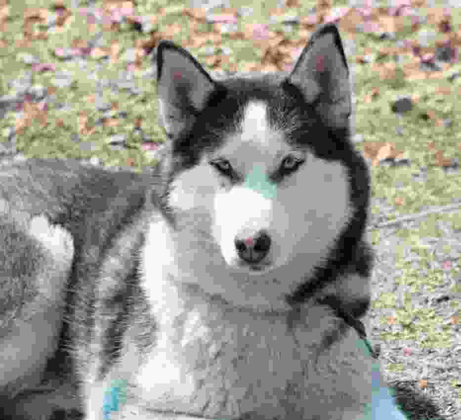 Jednym z zastrzelonych psów była młoda suka rasy syberian husky