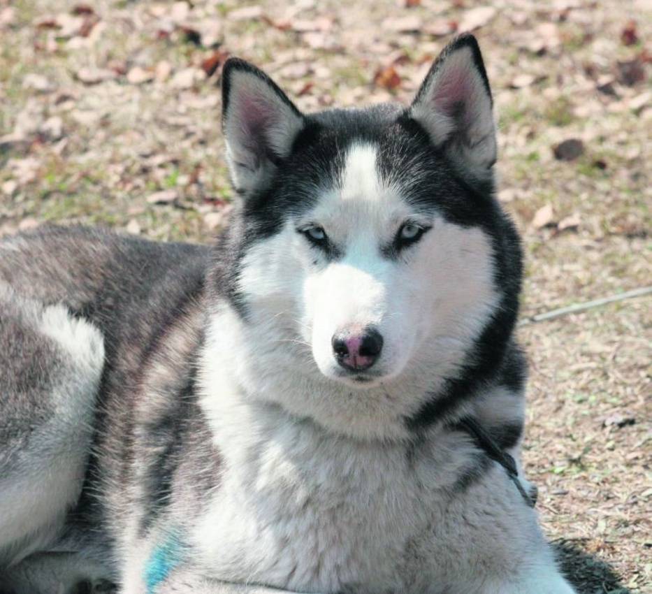 Jednym z zastrzelonych psów była młoda suka rasy syberian husky