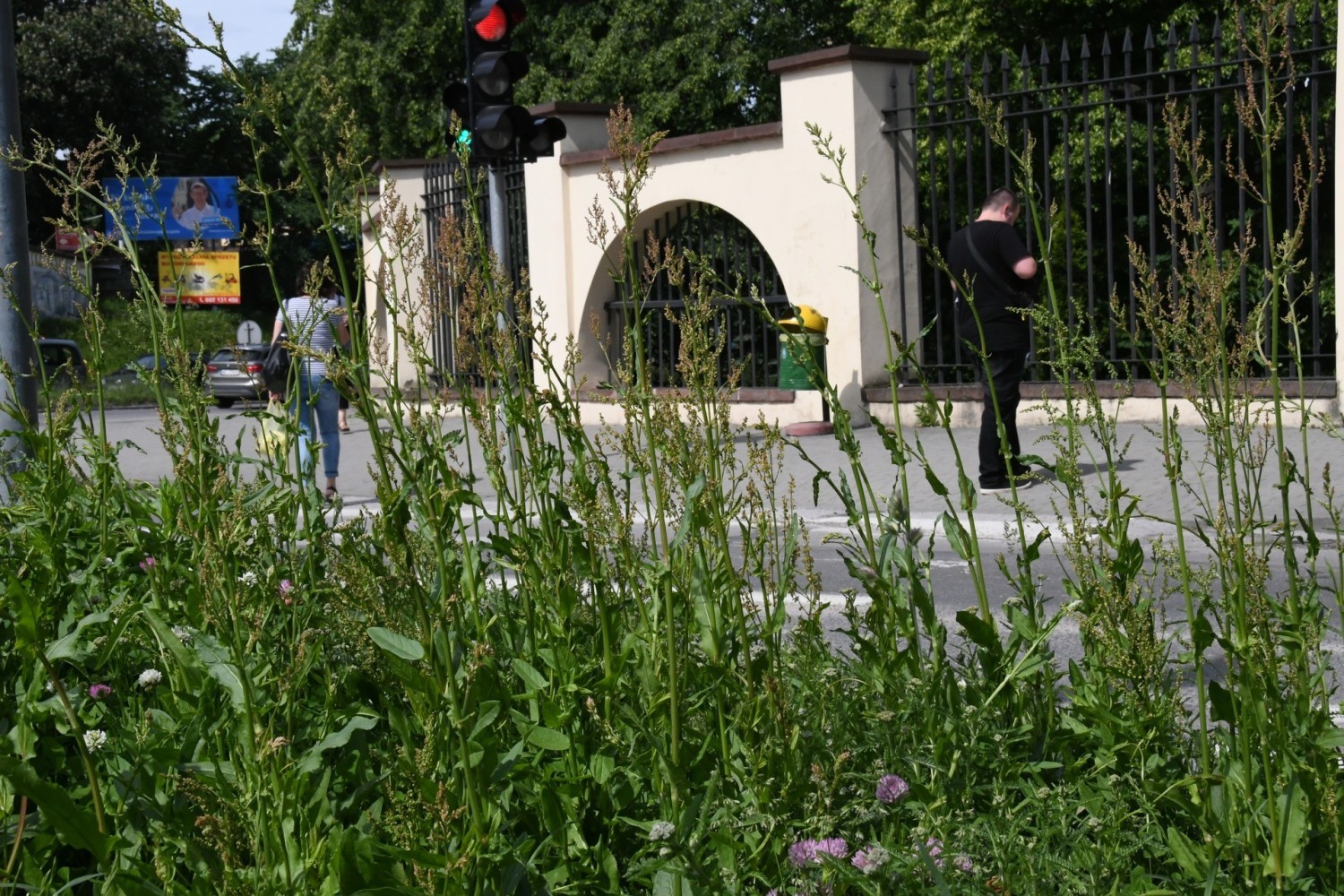 Kielce zarastają trawą. Od soboty rusza wielkie koszenie (ZDJĘCIA)