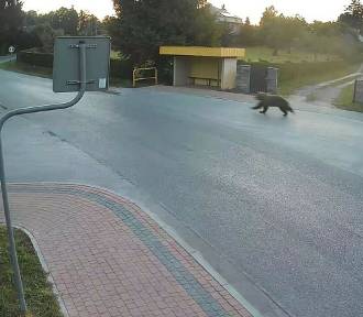 Niedźwiedź biegał po ulicy w centrum wsi. Nagrał go monitoring