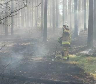 Duży pożar lasu w Olpuchu. W akcji uczestniczył samolot gaśniczy 