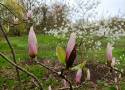 Kwitną magnolie w Kórniku. Sprawdź godziny otwarcia arboretum!