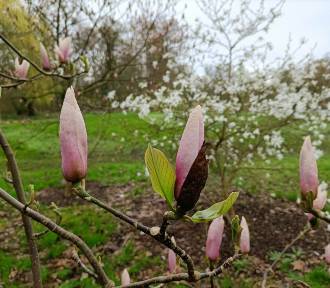 Kwitną magnolie w Kórniku. Sprawdź godziny otwarcia arboretum!