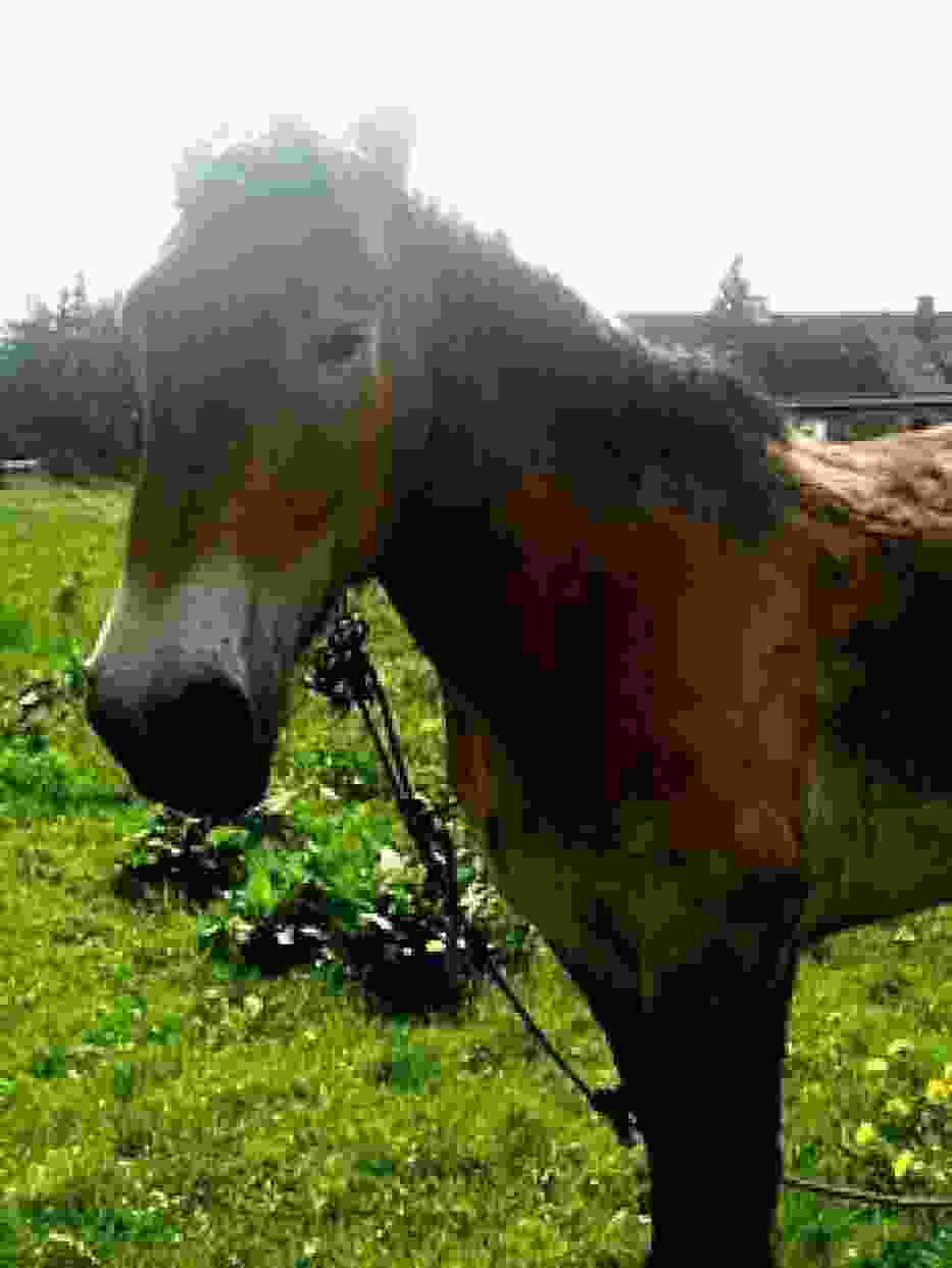 Zośka